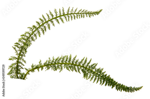 sprout of green grass on an isolated white background.