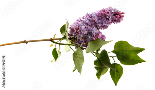 Lilac branch with flowers on an isolated white background. sprouts of a lilac bush with purple inflorescences, isolate