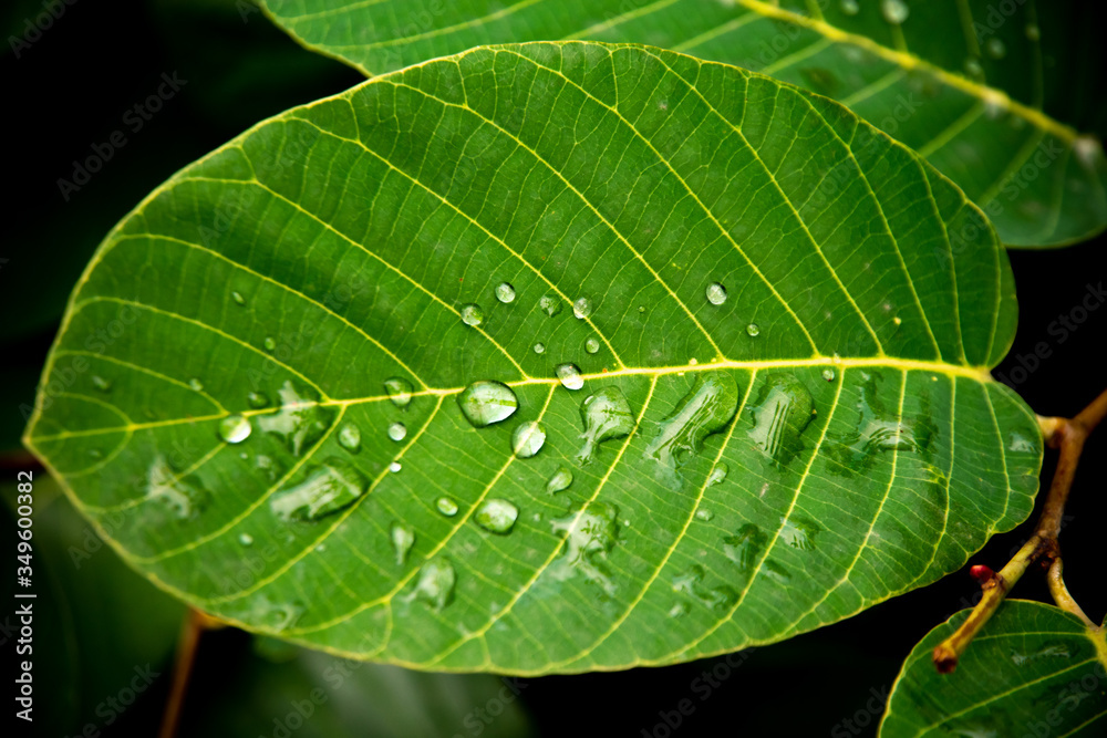 Water droplets on the green leaves Water droplets on the green leaves