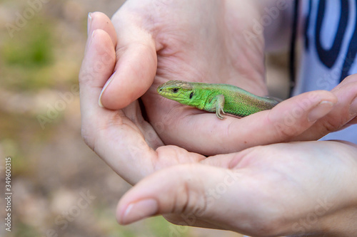 Green lizard in the hands of a girl.