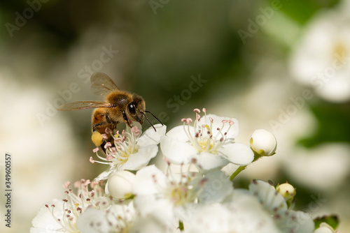 A macro shot of a honey bee collecting pollen from pyracantha flowers © Bettapoggi