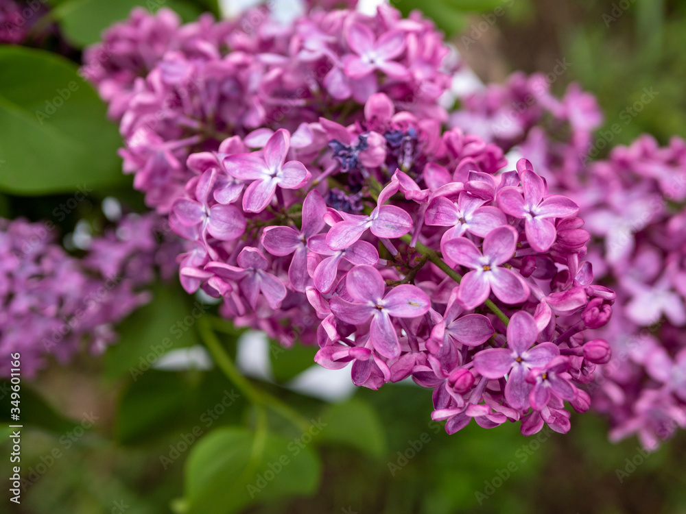 Macro image of spring lilac violet flowers, abstract soft floral background