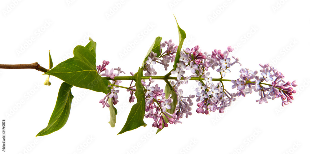 Lilac branch with flowers on an isolated white background. sprouts of a lilac bush with purple inflorescences, isolate