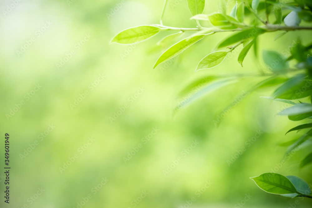 Amazing nature view of green leaf on blurred greenery background in garden and sunlight with copy space using as background natural green plants landscape, ecology, fresh wallpaper concept. Amazing nature view of green leaf on blurred greenery background in garden and sunlight with copy space using as background natural green plants landscape, ecology, fresh wallpaper concept.