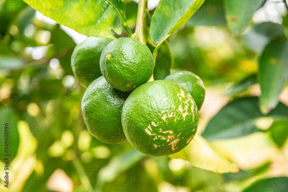 Lemon on the tree in the garden where the farmers grow Lemon on the tree in the garden where the farmers grow