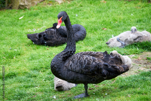 Black swan with cygnets (Cygnus atratus)