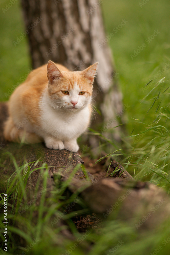 ginger cat resting in the green garden.