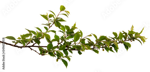A branch of felt cherry isolated on a white background, closeup. Fruit tree sprout with green leaves, isolate