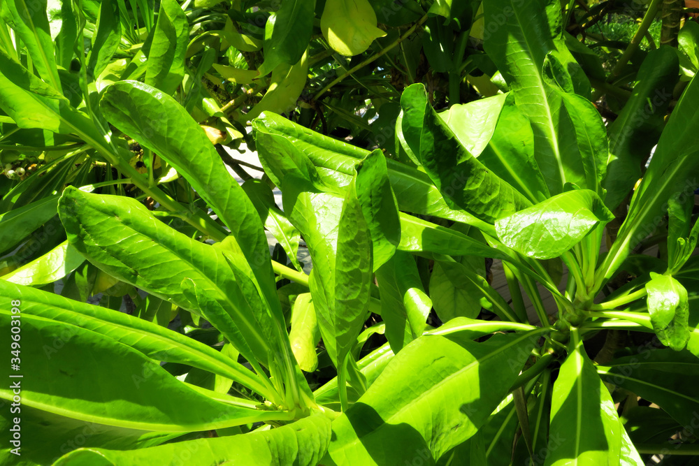 Fototapeta premium Lush tropical greenery brightly lit by the sun in the park