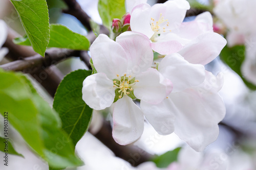 Apple blossom macro © Ekaterina