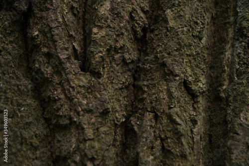 tree bark texture