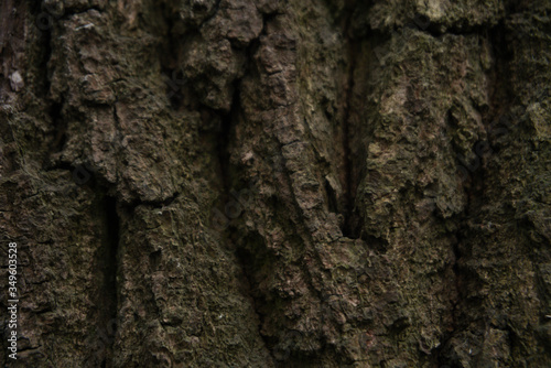 tree bark texture
