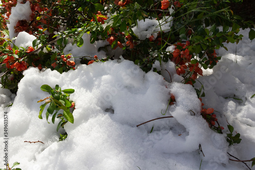 spring, snow and flowering. Natural surprises on May 12, 2020 in Lithuania, quinces.