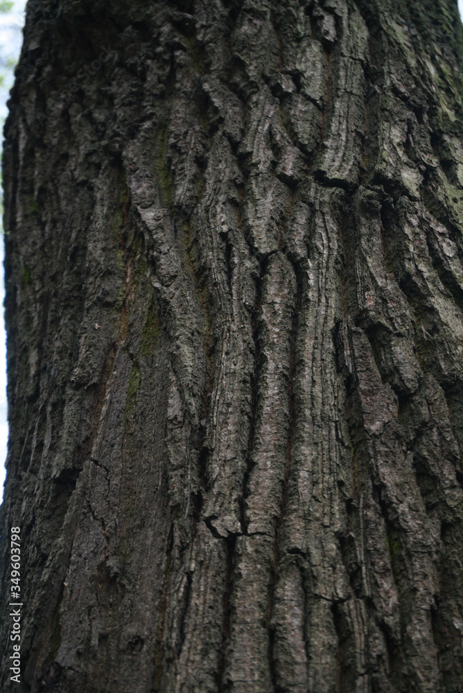 Obraz premium tree bark texture