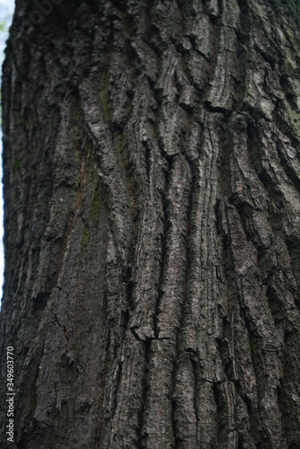 tree bark texture