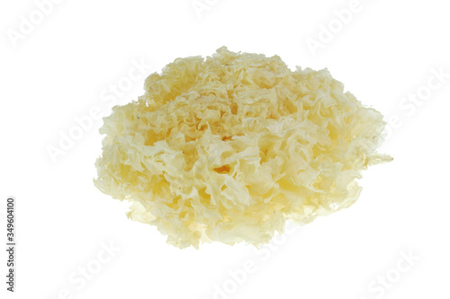 close up on white fungus isolated on white background