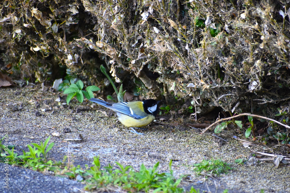 Great tit is common sight in UK Bluish black head with white cheek patches dark stripe runs down yellow chest and belly resembling a necktie Wings and tail are greyish blue and back is yellowish green Great tit is common sight in UK Bluish black head with white cheek patches dark stripe runs down yellow chest and belly resembling a necktie Wings and tail are greyish blue and back is yellowish green