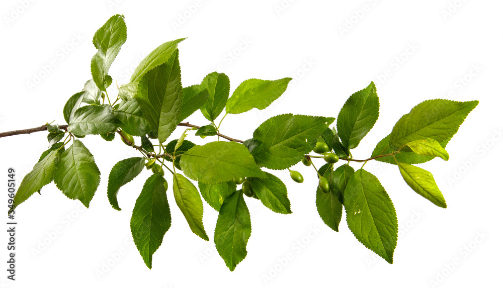 Cherry plum tree branch on an isolated white background, close-up. Sprout with green leaves, isolate. Cherry plum tree branch on an isolated white background, close-up. Sprout with green leaves, isolate.