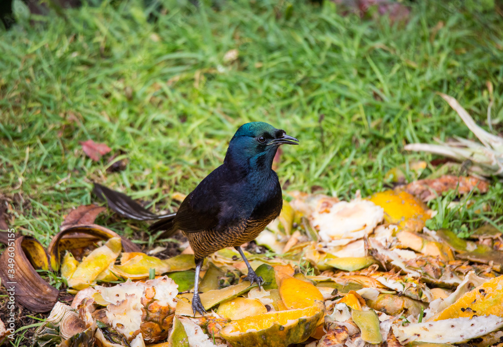 Obraz premium Beautiful Bird-of-paradise of New Guinea with long tail and beak aeting tropical fruit
