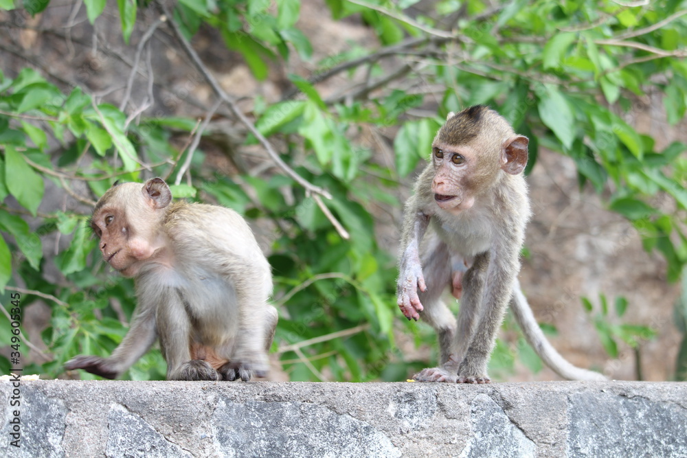 Little monkeys are eating mountain fruit, both from abundant nature.
