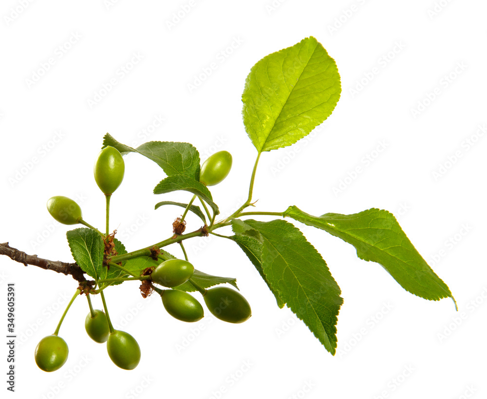 Cherry plum tree branch on an isolated white background, close-up. Sprout with green leaves, isolate. Cherry plum tree branch on an isolated white background, close-up. Sprout with green leaves, isolate.