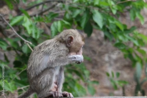 Little monkeys are eating mountain fruit, both from abundant nature.
