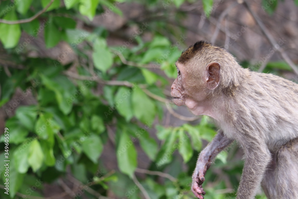 Little monkeys are eating mountain fruit, both from abundant nature.
Little monkeys are eating mountain fruit, both from abundant nature.