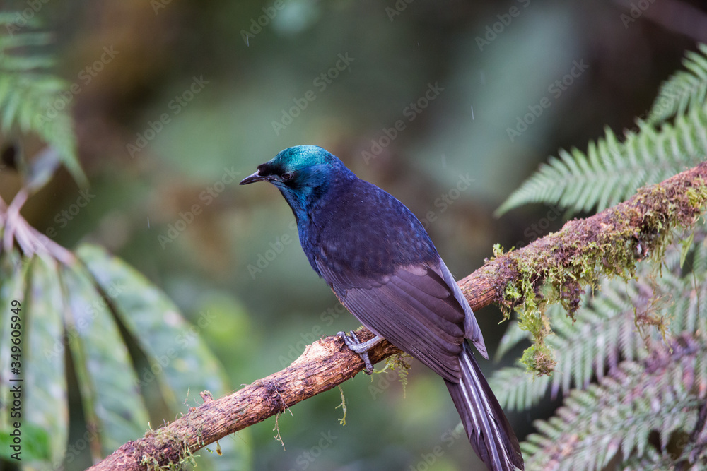 Obraz premium Beautiful Bird-of-paradise of New Guinea with long tail and beak aeting tropical fruit