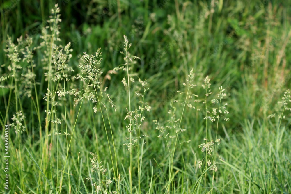 Graminacee in prati di campagna