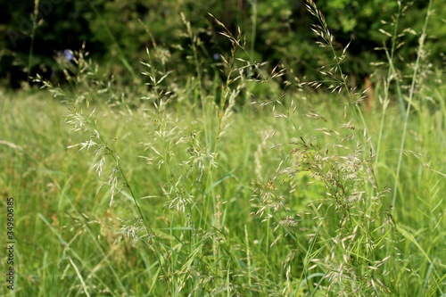 Graminacee in prati di campagna photo