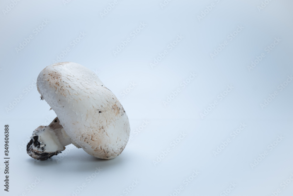 whole mushroom with earth on background whole mushroom with earth on background