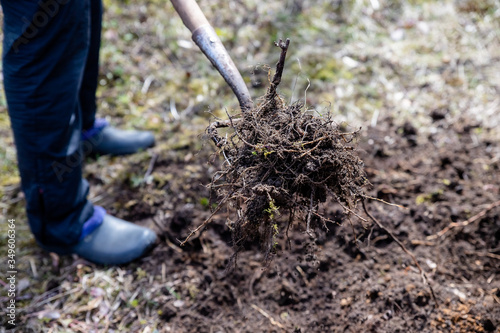 Farmer working in the garden in spring. Organic fertilization of the grass field, preparing garden for digging and planting.Agriculture, farming, organic gardening