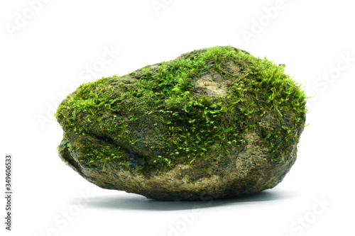 Moss green on rock on white background.