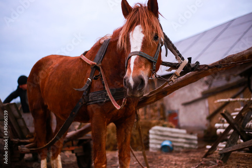  brown horse bridled in the village © Inna