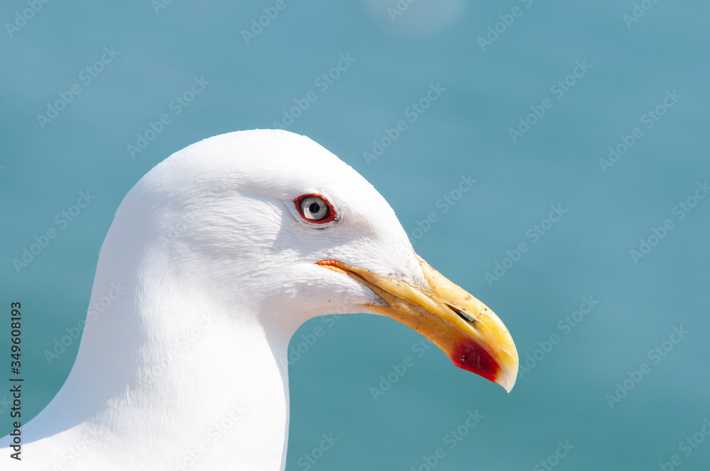Close up seagull alone, with yellow and red beak and gray eyes. In the background the color of the pacific ocean, coast of Chile Close up seagull alone, with yellow and red beak and gray eyes. In the background the color of the pacific ocean, coast of Chile