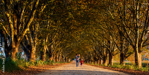 lane of trees with unreconizable figure photo