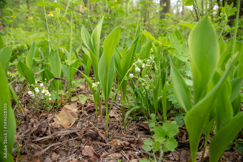 Fototapeta premium Blooming forest lily of the valley. Forest landscape.