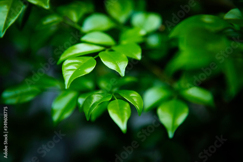 green leaf in color harmonic with background, fresness green nature
