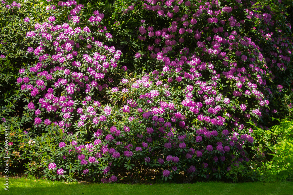 Pink rhododendron bush