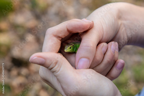 Green lizard in the hands of a girl. © Александр Бутылов