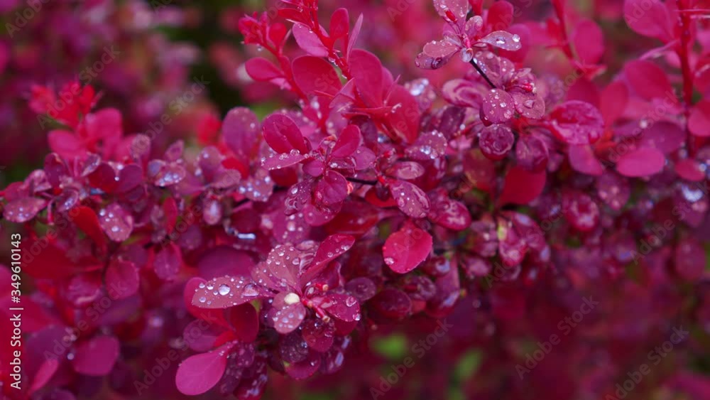 Barberry, red bush in the garden. Panning, Closeup, Shallow Depth of Field. Barberry, red bush in the garden. Panning, Closeup, Shallow Depth of Field.