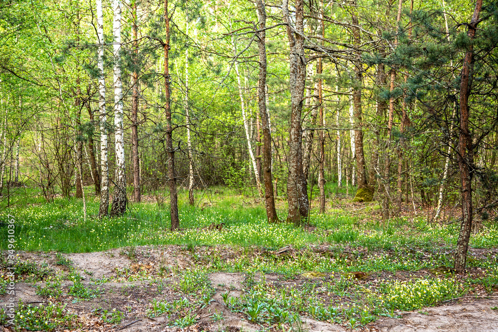 Spring forest landscape. Paths in the forest . Spring forest landscape. Paths in the forest .