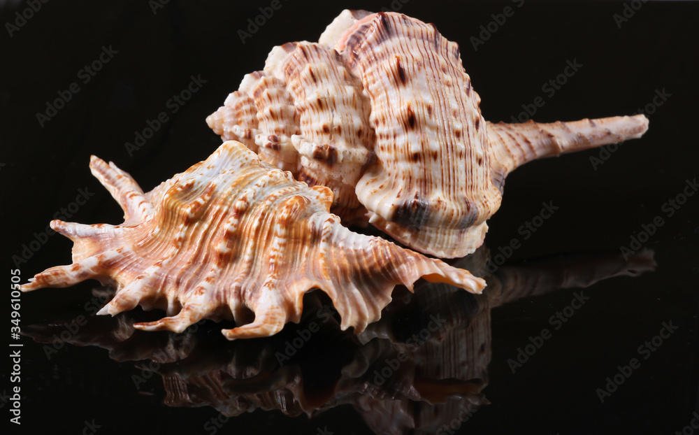 Seashells on a black background close up Seashells on a black background close up