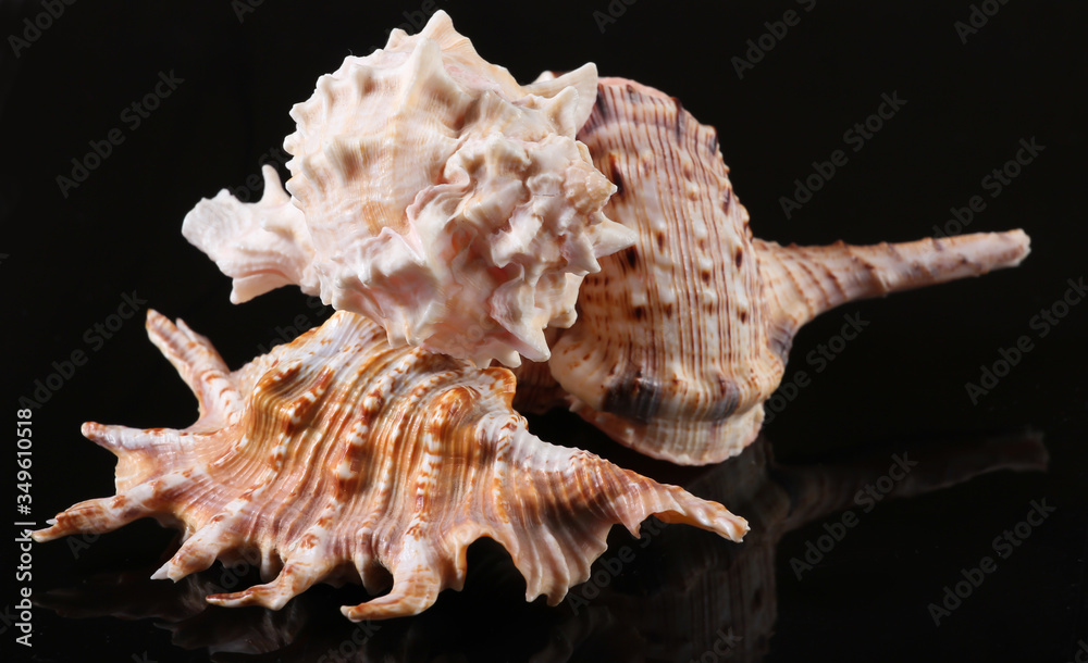 Seashells on a black background close up Seashells on a black background close up