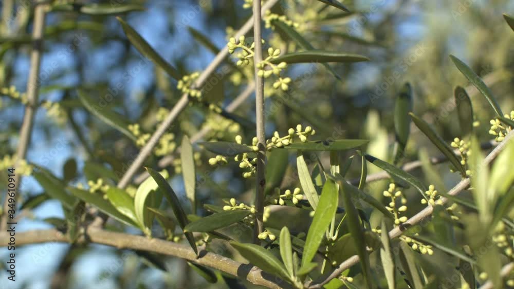 Young unripe olive tree in an olive grove in spring at sunset, Macro shot on branches blowing in the wind. Slow motion. Young unripe olive tree in an olive grove in spring at sunset, Macro shot on branches blowing in the wind. Slow motion.