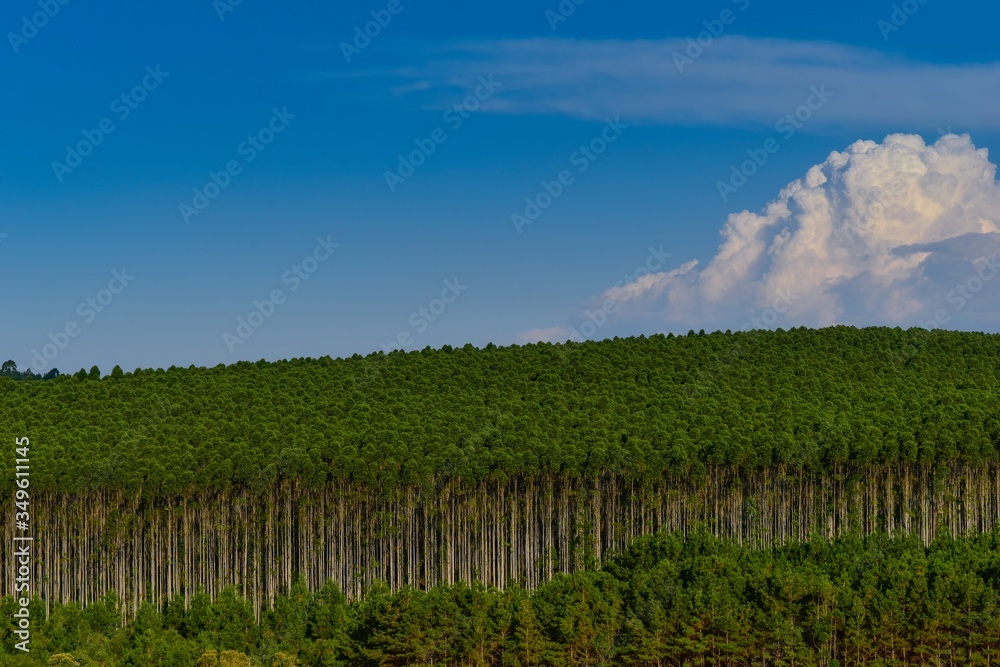 Eucalyptus Plantation Forest