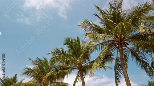 Wallpaper Mural Palm trees in Rameshwaram, India. Torontodigital.ca