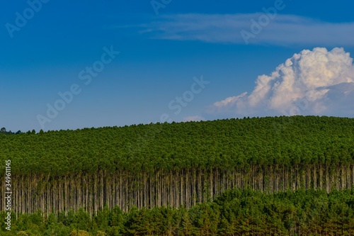 Fototapeta Naklejka Na Ścianę i Meble -  Eucalyptus Plantation Forest