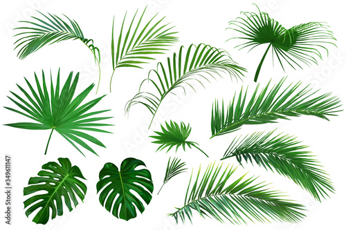Set of tropical leaves