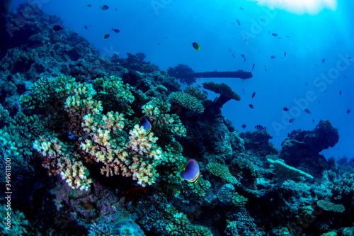 Scuba diving on the reef in Fiji